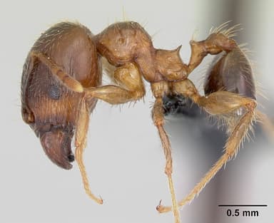 Pheidole megacephala — queen photo 22