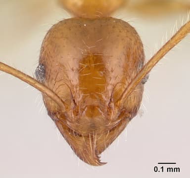 Pheidole megacephala — queen photo 23