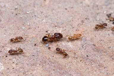 Pheidole moerens photo 18