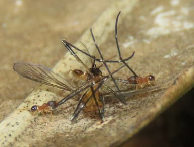 Pheidole moerens photo 20