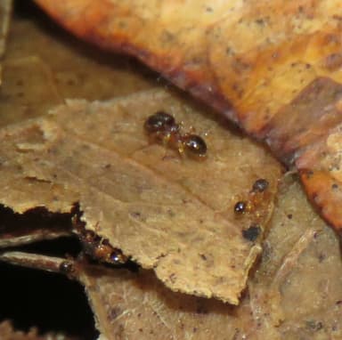 Pheidole moerens photo 21