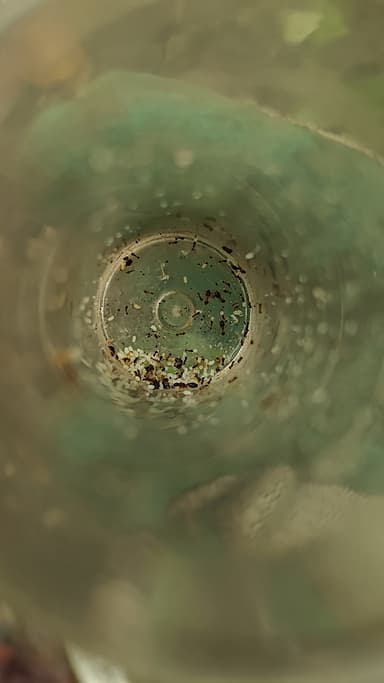 Pheidole moerens — colony photo 23