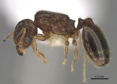 Pheidole moerens — queen photo 1