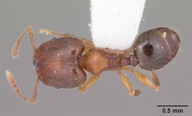 Pheidole moerens — queen photo 4