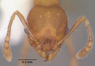 Pheidole moerens — queen photo 9