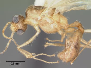 Pheidole moerens — queen photo 12