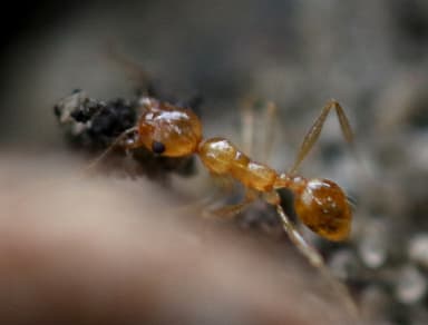 Pheidole morrisii photo 11