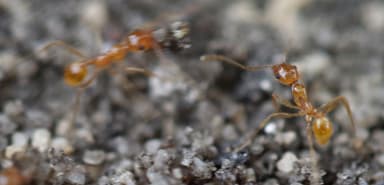 Pheidole morrisii photo 12