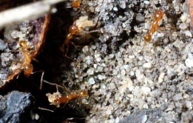 Pheidole morrisii photo 13
