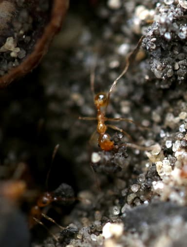 Pheidole morrisii photo 14
