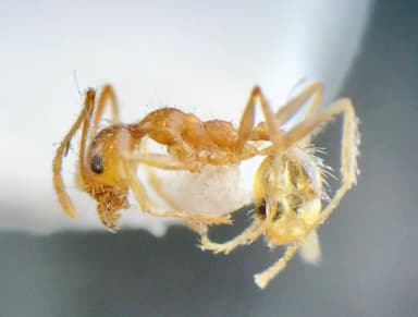 Pheidole morrisii photo 15