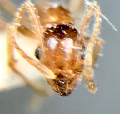 Pheidole morrisii photo 16