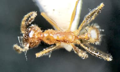 Pheidole morrisii photo 17