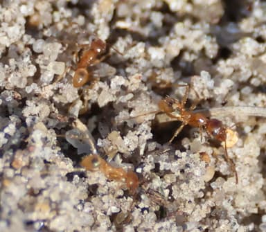 Pheidole morrisii photo 18