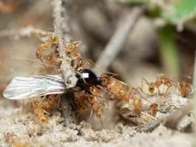 Pheidole morrisii photo 19