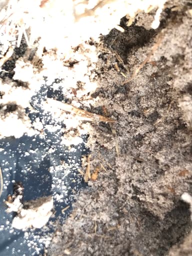 Pheidole morrisii photo 20