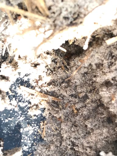 Pheidole morrisii photo 21