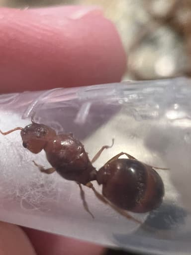 Pheidole morrisii photo 22
