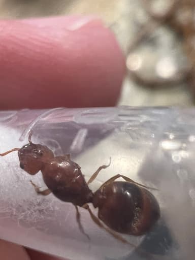 Pheidole morrisii photo 23