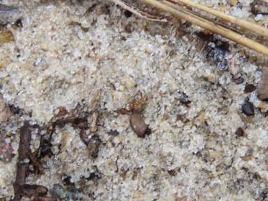 Pheidole morrisii photo 24
