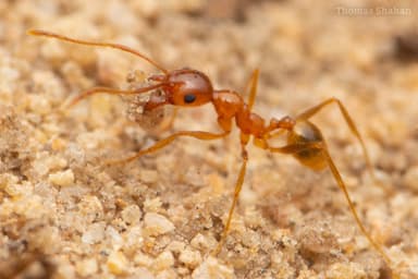 Pheidole morrisii photo 25