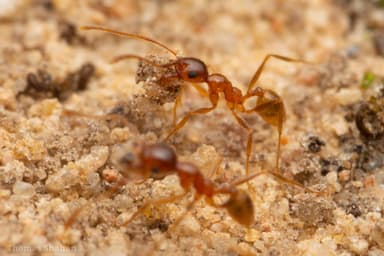 Pheidole morrisii photo 26