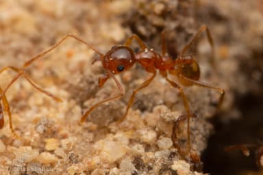 Pheidole morrisii photo 27