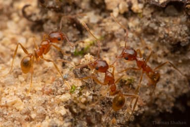 Pheidole morrisii photo 28