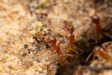 Pheidole morrisii photo 29