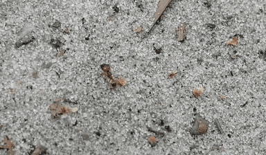 Pheidole morrisii photo 30