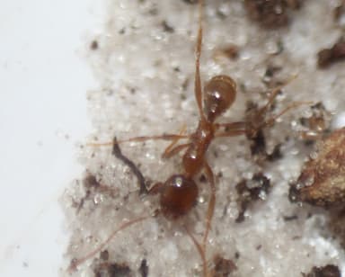 Pheidole morrisii photo 31