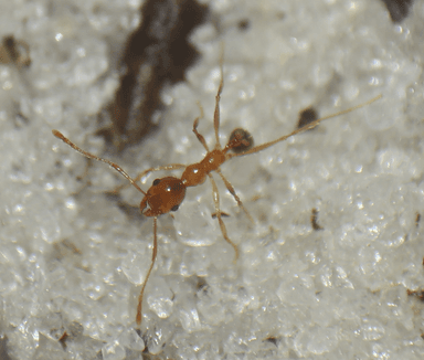 Pheidole morrisii photo 32