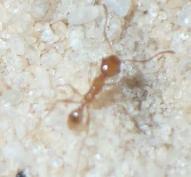 Pheidole morrisii photo 33