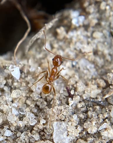 Pheidole morrisii photo 34