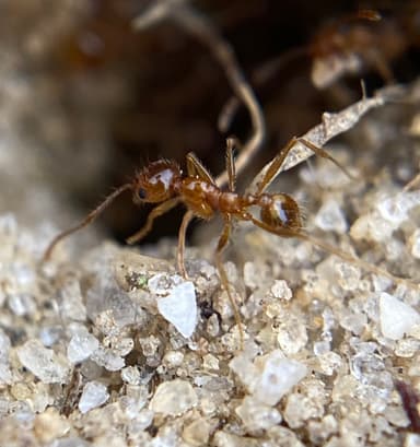 Pheidole morrisii photo 35