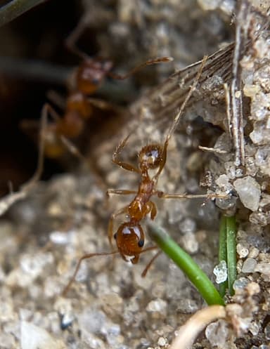 Pheidole morrisii photo 36
