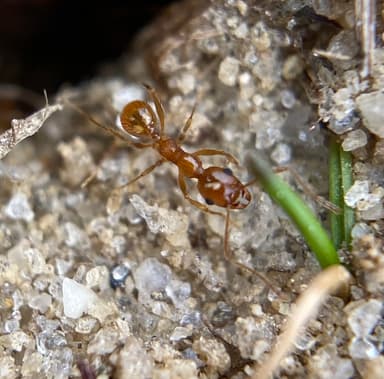 Pheidole morrisii photo 37