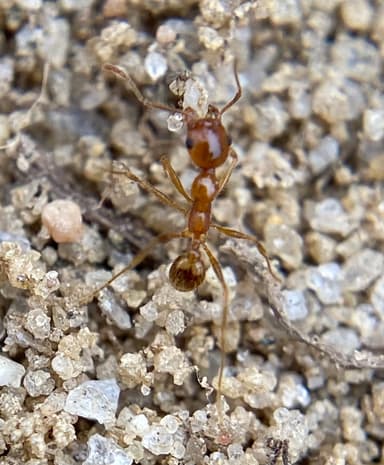 Pheidole morrisii photo 38
