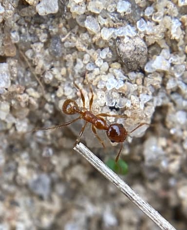 Pheidole morrisii photo 39