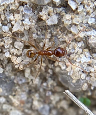 Pheidole morrisii photo 40