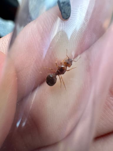 Pheidole morrisii photo 41