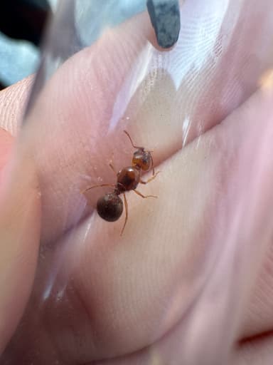 Pheidole morrisii photo 42