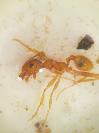 Pheidole morrisii photo 43