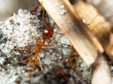 Pheidole morrisii photo 44