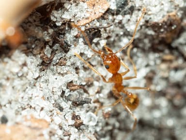 Pheidole morrisii photo 45