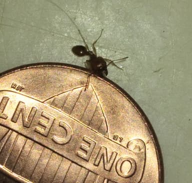 Pheidole morrisii photo 46