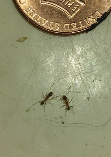 Pheidole morrisii photo 47