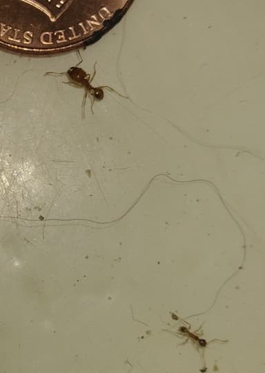 Pheidole morrisii photo 48