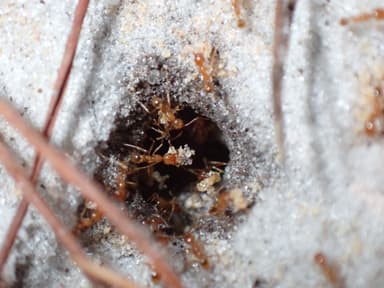 Pheidole morrisii photo 49