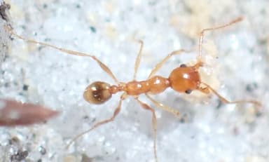 Pheidole morrisii photo 50
